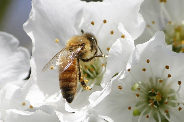honeybee 1152580 640