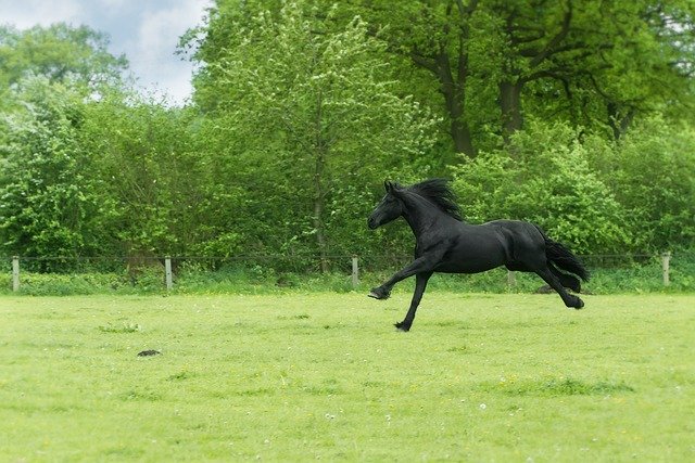 sapne me black horse dekhna