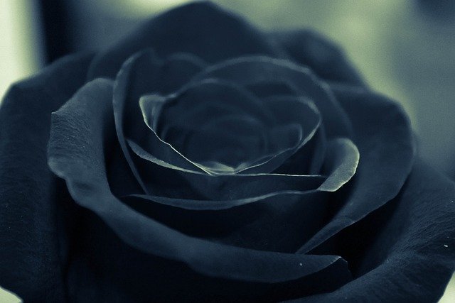 sapne me black rose dekhna